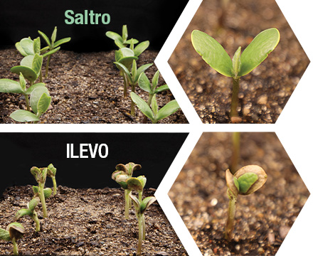 Close-ups showing healthy soybeans treated with Saltro seed treatment compared to the phytotoxic burn on soybeans treated with ILEVO seed treatment.