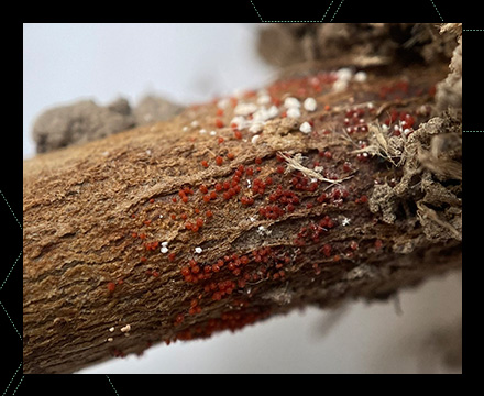 A close-up of Red Crown Rot symptomology on a soybean stem.