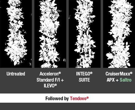 Comparison photo showing the difference in growth and canopy closure between soybeans that are untreated, treated with Acceleron Standard F/I + ILEVO, Intego Suite, or CruiserMaxx APX + Saltro seed treatments. Tendovo herbicide was applied to all comparisons.