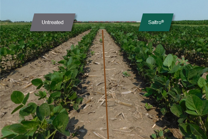 Field photo showing the difference in growth between a row of healthier, larger soybeans treated with Saltro seed treatment compared to the smaller untreated check row.