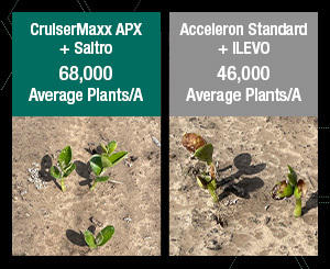 A comparison photo showing healthy soybeans treated with CruiserMaxx APX + Saltro seed treatments compared to the phytotoxic burn on soybeans treated with Acceleron + ILEVO seed treatments – as well as the 22,000 plants/A advantage.