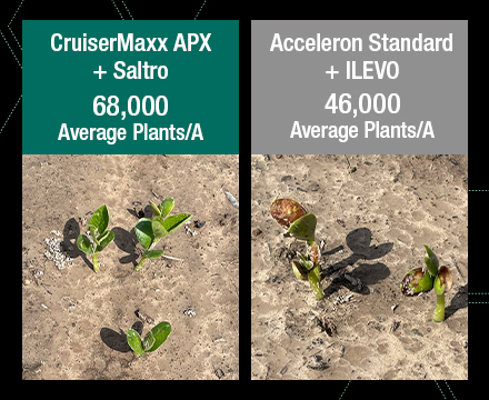 A comparison photo showing healthy soybeans treated with CruiserMaxx APX + Saltro seed treatments compared to the phytotoxic burn on soybeans treated with Acceleron + ILEVO seed treatments – as well as the 22,000 plants/A advantage.