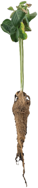 A photo showing the leaves and roots of a soybean plant.